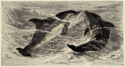 Zoológia: delfinek (delphinus delphis), leírva és illusztrálva Carlo Vogt és Federico Specht által a "Natural history illustree: mammals" 1884-ben. alkotó: Unbekannter Künstler
