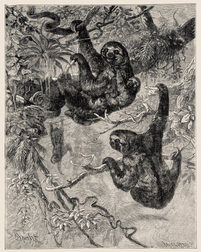 Zoológia: lusta (Ai - Bradypus tridactylus), leírva és illusztrálva Carlo Vogt és Federico Specht által az "Illustree Natural History: Emlősök" 1884 alkotó: Unbekannter Künstler