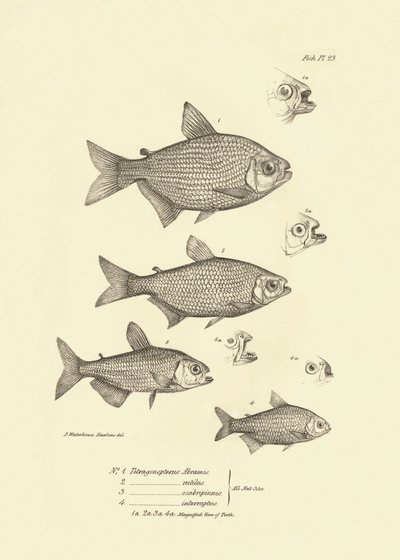 Zoológia: a Charles Darwin által a Beagle fedélzetén tett útja során leírt "Tetragonopterus Abramis, rutilus, scabripinnis, interruptus" halak ábrázolása. Tábla a "The zoology of the voyage of H.M.S. Beagle under the command of Captaain Fitzroy dur" című k alkotó: Unbekannter Künstler
