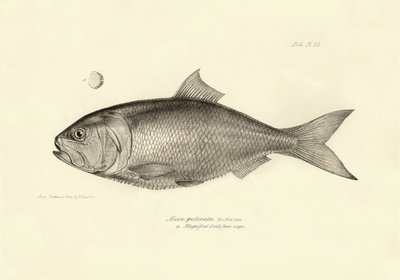 Zoológia: az "Alosa pectinata" hal ábrázolása, amelyet Charles Darwin írt le a Beagle fedélzetén tett utazása során. Tábla a "The zoology of the voyage of H.M.S. Beagle under the command of Captaain Fitzroy under the years 1832-1836" című könyvből. alkotó: Unbekannter Künstler