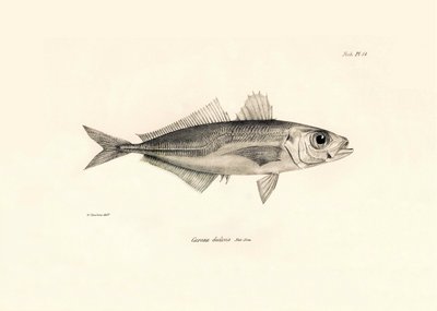 Zoológia: a "Caranx declivis" hal ábrázolása, amelyet Charles Darwin írt le a Beagle fedélzetén tett utazása során. Tábla a "The zoology of the voyage of H.M.S. Beagle under the command of Captaain Fitzroy under the years 1832-1836" című könyvből. alkotó: Unbekannter Künstler