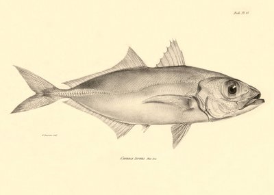 Zoológia: a "Caranx torvus" hal ábrázolása, amelyet Charles Darwin írt le a Beagle fedélzetén tett utazása során. Tábla a "The zoology of the voyage of H.M.S. Beagle under the command of Captaain Fitzroy under the years 1832-1836" című könyvből. alkotó: Unbekannter Künstler