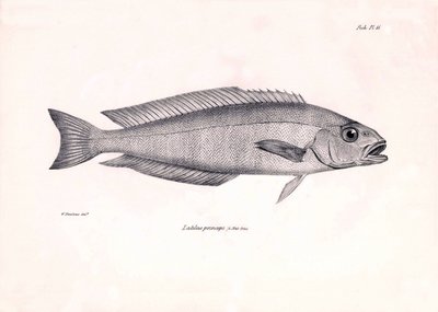 Zoológia: a "Latilus princeps" hal ábrázolása, amelyet Charles Darwin írt le a Beagle fedélzetén tett utazása során. Tábla a "The zoology of the voyage of H.M.S. Beagle under the command of Captaain Fitzroy under the years 1832-1836" című könyvből. alkotó: Unbekannter Künstler