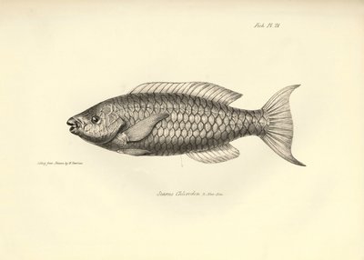 Zoológia: a "Scarus Chlorodon" hal ábrázolása, amelyet Charles Darwin írt le a Beagle fedélzetén tett utazása során. Tábla a "The zoology of the voyage of H.M.S. Beagle under the command of Captaain Fitzroy under the years 1832-1836" című könyvből. alkotó: Unbekannter Künstler