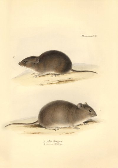 Állattan: a "Mus Renggeri" és a "Mus obscurus" (patkányok), amelyeket Charles Darwin a Beagle fedélzetén tett felfedezőútja során írt le. Tábla a "The Zoology of the voyage of the H.M.S. Beagle under the command of Captain Fitzroy during the years 1832 to  alkotó: Unbekannter Künstler
