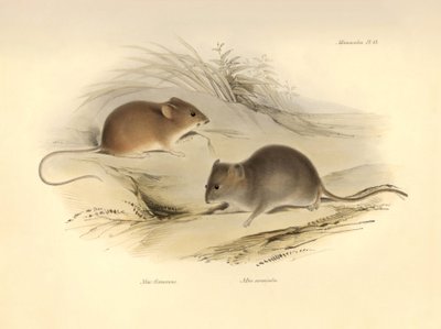Zoológia: a "Mus flavescens" és a "Mus arenicola" (patkányok), amelyeket Charles Darwin a Beagle fedélzetén tett felfedezőútja során írt le. Tábla a "The Zoology of the voyage of the H.M.S. Beagle under the command of Captain Fitzroy during the years 1832  alkotó: Unbekannter Künstler