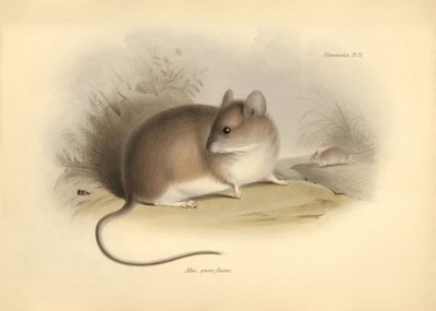 Zoológia: a "Mus griseoflavus" vagy levélegér, amelyet Charles Darwin írt le a Beagle fedélzetén tett felfedezőútja során. Tábla a "The Zoology of the voyage of the H.M.S. Beagle under the command of Captain Fitzroy during the years 1832 to 1836 edited and alkotó: Unbekannter Künstler