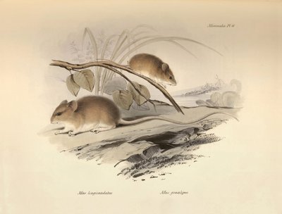 Zoológia: a "Mus longicaudatus" és a "Mus gracilipes" (egér), amelyet Charles Darwin írt le a Beagle fedélzetén tett felfedezőútja során. Tábla a "The Zoology of the voyage of the H.M.S. Beagle under the command of Captain Fitzroy during the years 1832 to alkotó: Unbekannter Künstler