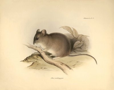 Zoológia: a "Mus xanthopygus" vagy xanthopygus egér, amelyet Charles Darwin írt le a Beagle fedélzetén tett felfedezőútja során. Tábla a "The Zoology of the voyage of the H.M.S. Beagle under the command of Captain Fitzroy during the years 1832 to 1836 e" c alkotó: Unbekannter Künstler