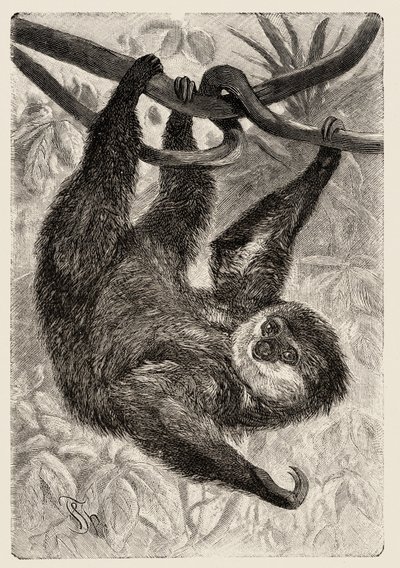 Zoológia: unau vagy lusta írja le és illusztrálja Carlo Vogt és Federico Specht a "Natural history illustree: emlősök" 1884-ben alkotó: Unbekannter Künstler