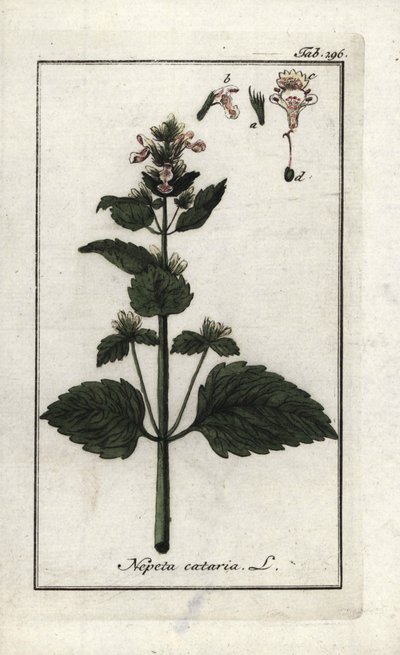 catary vagy catary vagy catary vagy cat menta (Nepeta cataria). Litográfia Johannes Zorn (1739-1799) "Afbeelding der Artseny-Gewassen" című művéből, Hollandia. alkotó: Unbekannter Künstler