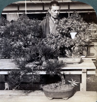 Törpefenyők és juharok a Count Okumas üvegházban, Tokióban, Japánban, 1904 alkotó: Underwood and Underwood