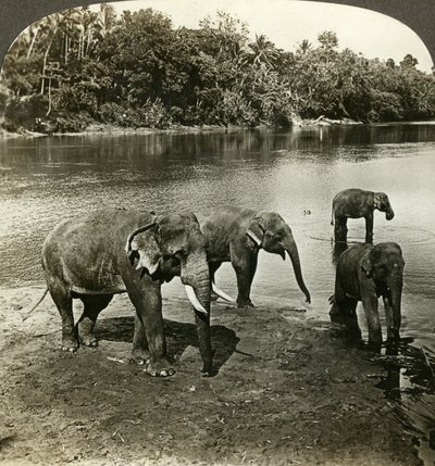 Elefántok, Sri Lanka Ceylon. alkotó: Underwood and Underwood