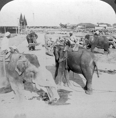 Elefántok dolgoznak egy fatelepen, India, 1900-as évek. alkotó: Underwood and Underwood