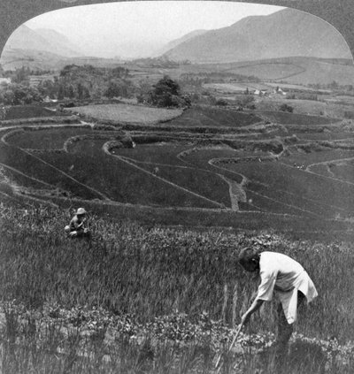 Termékeny rizsföldek Aso-San régi kráterében, Japánban, 1904. alkotó: Underwood and Underwood
