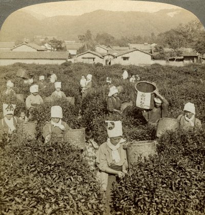 Lányok teát szedni, Uji, Japán. alkotó: Underwood and Underwood