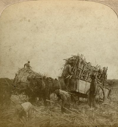 Rakodó nád, cukorültetvény, Louisiana, USA. alkotó: Underwood and Underwood