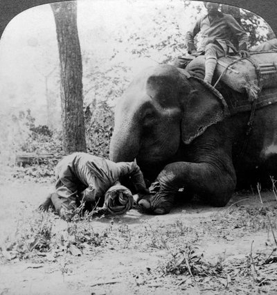 Mahout tövis eltávolítása elefánt lábáról, Behar tigrishajtás, India, 1900-as évek. alkotó: Underwood and Underwood