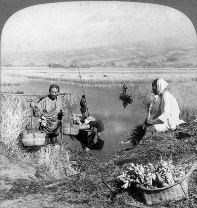 Men gathering rushes near Suzukawa, Fujiyama, Japan, 1904. alkotó: Underwood and Underwood