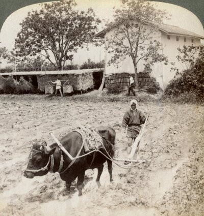 Elárasztott föld felszántása rizsültetés céljából, az Uji-i főúttól északra, Kyoto közelében, Japánban, 1904. alkotó: Underwood and Underwood