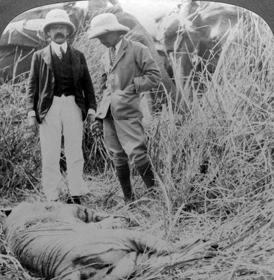 The dead manater, Behar dzsungel, India, 1900-as évek. alkotó: Underwood and Underwood