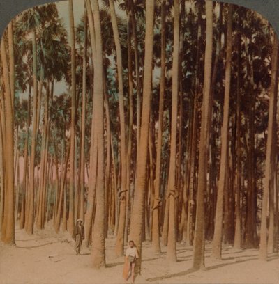 Toddy palms 100 láb magas, Pagan, Burma, 1907. Művészek: Elmer Underwood, Bert Elias Underwood. alkotó: Underwood and Underwood
