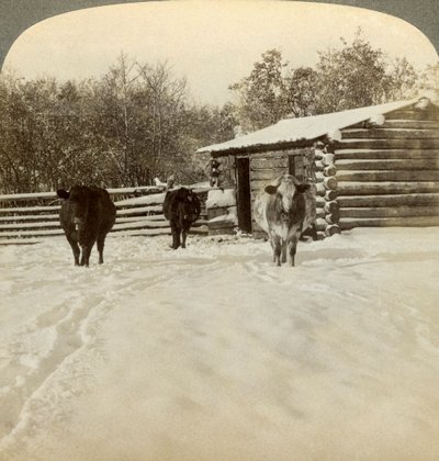 Tél egy tanyán, Montana, USA. alkotó: Underwood and Underwood