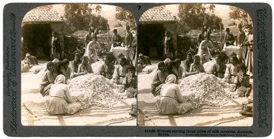 Nők nagy halom selyemgubót válogatva, Antiochia, Szíria, 1900-as évek. alkotó: Underwood and Underwood