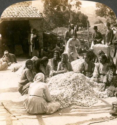 Nők nagy halom selyemgubót válogatva, Antiochia, Szíria, 1900-as évek. alkotó: Underwood and Underwood