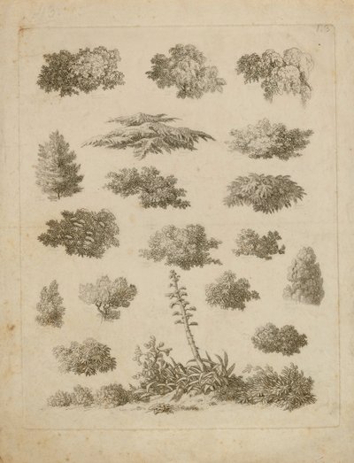 Lombozat tanulmányok alkotó: Unidentified
