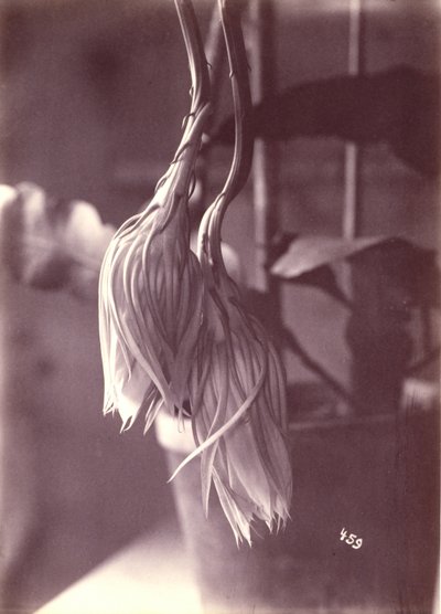 [Éjszaka virágzó Cereus, virágzás után zárva] alkotó: Unidentified