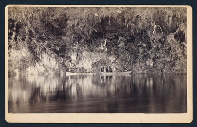 [A Withlacoochee folyó partja alatt, Florida] alkotó: Unidentified