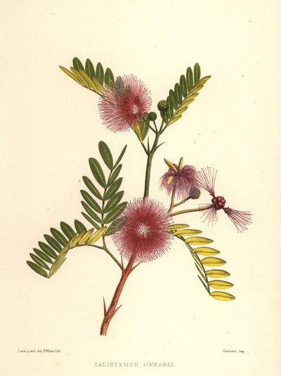 Palackkefe, Callistemon linearis (Calistemon linearis) alkotó: Unknown