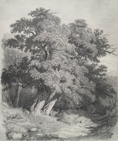 Fák csomója alkotó: Unknown