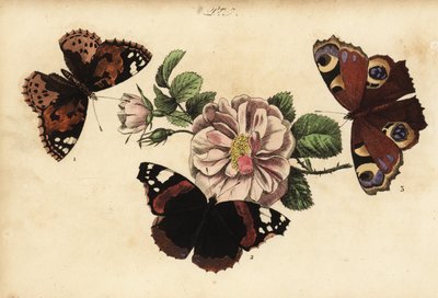 Festett női pillangó, Vanessa cardui 1, vörös tengernagy, Vanessa atalanta 2 és európai páva, Aglais io 3 alkotó: Unknown