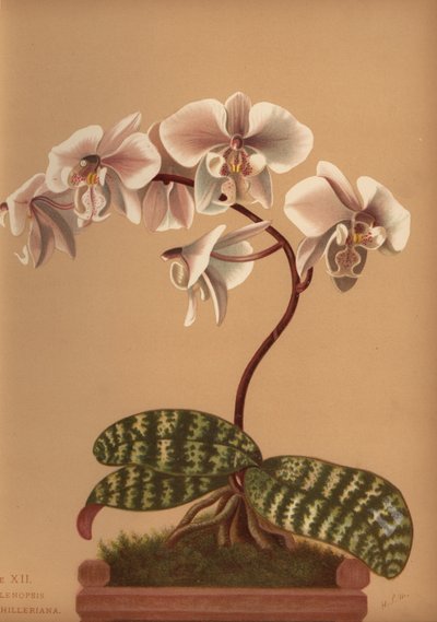 Phalaenopsis schilleriana (Phalenopsis schilleriana) alkotó: Unknown