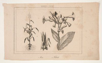 Untitled (Study of American Agriculture) alkotó: Unknown