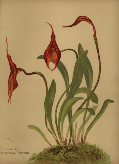 Veitchs masdevallia vagy a masdevalliák királya, Masdevallia veitchiana alkotó: Unknown