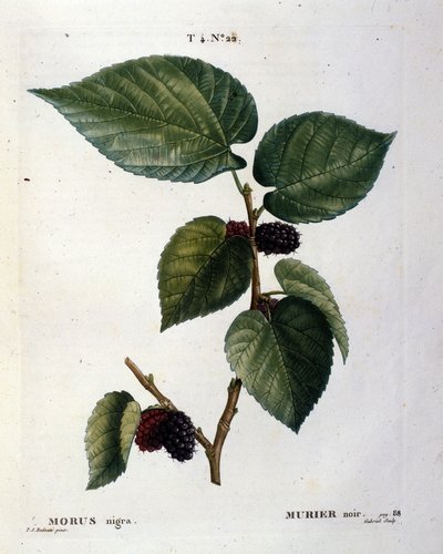 Fekete murier és gyümölcsei: 19. századi botanikai tábla. alkotó: Unknown artist