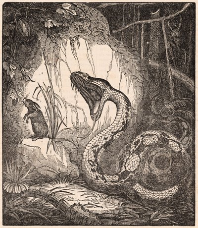 Egy boa constrictor, amint a száját nyitja, hogy felfaljon egy nyulat (metszet) alkotó: Unknown Artist