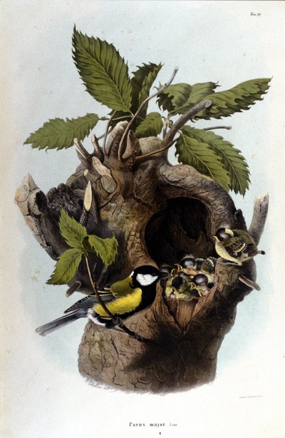 Egy tábla, amely egy közönséges madarat (vagy verebet) ábrázol a fészke közelében. alkotó: Unknown artist