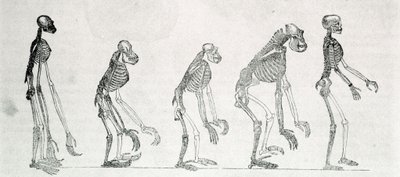 Az ember és a majmok csontvázának összehasonlító vizsgálata: gibbon, orangután (orang-utan, orangután, orangután), csimpánz és gorilla. alkotó: Unknown artist