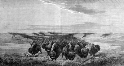 A bölények hatalmas gyülekezete szeli át a Missouri-völgyben található rétet alkotó: Unknown artist