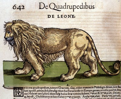 Oroszlán a "History of Animals" után, Conrad Gesner, Tiguri alkotó: Unknown artist