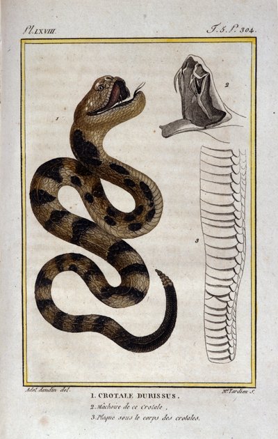 Egy csörgőkígyó. Georges Louis Leclerc természettudós, Buffon grófja (1707 - 1788) természetrajzi gyűjteményéből vett lemez. 19. század alkotó: Unknown artist