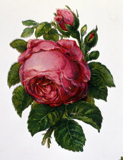 Egy rózsa alkotó: Unknown artist