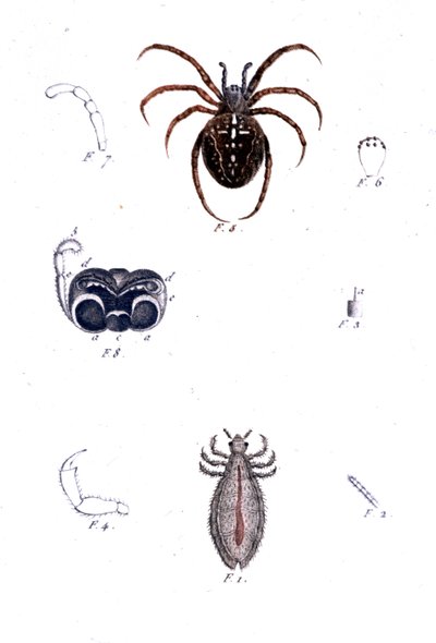 Egy pók és egy tetű. Természettudományi tábla, sd. 19. század. alkotó: Unknown artist