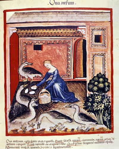 Egy fiatal nő nádtojást szed fel. Megvilágítás az orvostudomány és a dietetika fejéséből "" Tacuinum sanitatis"" alkotó: Unknown artist