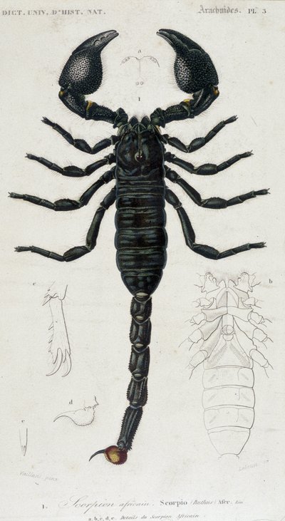 Afrikai Skorpió – Természettudományi Tanács alkotó: Unknown artist