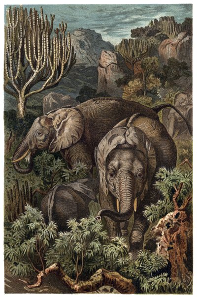 Afrikai elefánt (Loxodonta) - Afrikai elefánt (Loxodonta) - metszet Alfred Edmund Brehm (1829-1884) „” Brehm